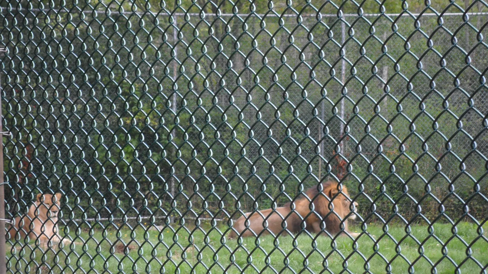 York's Wild Kingdom — hero image